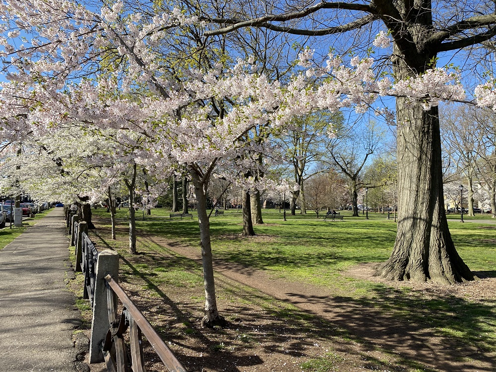 Cherry blossoms in Wooster Square Park