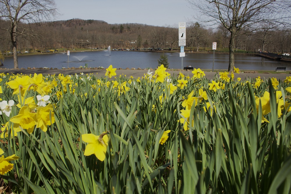 Daffodils in Hubbard Park, Meriden CT