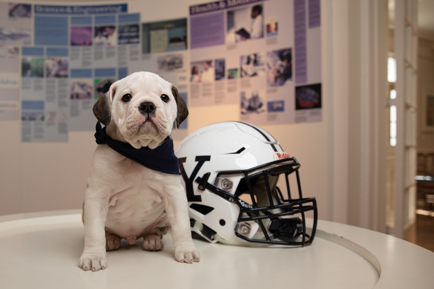 Handsome Dan bulldog and football helmet