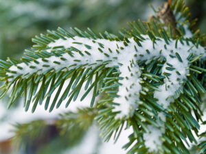 Snowy pine needles