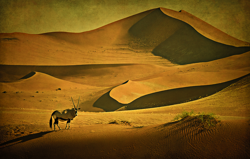 Oryx on the Dunes 2